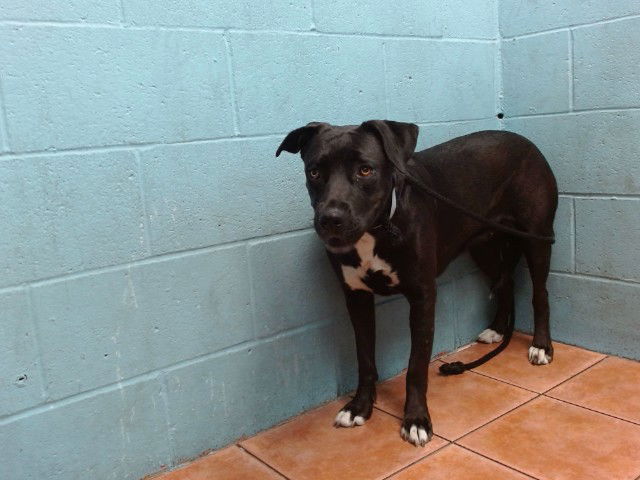 adoptable Dog in Downey, CA named ECLIPSE