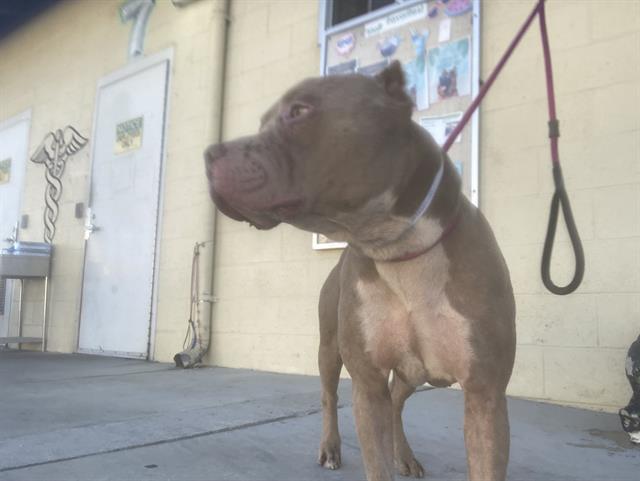 adoptable Dog in Downey, CA named FREDDY