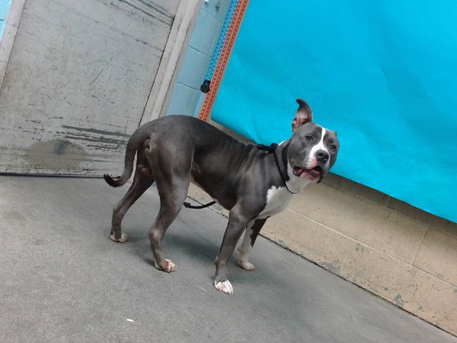 adoptable Dog in Downey, CA named ROCKY