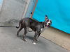 adoptable Dog in downey, CA named ROCKY