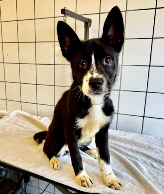 adoptable Dog in Downey, CA named ELIZABETH
