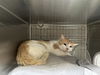 adoptable Cat in downey, CA named OUCHIE