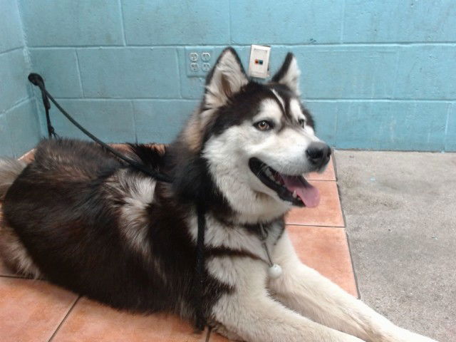 adoptable Dog in Downey, CA named PEPE LE PEW