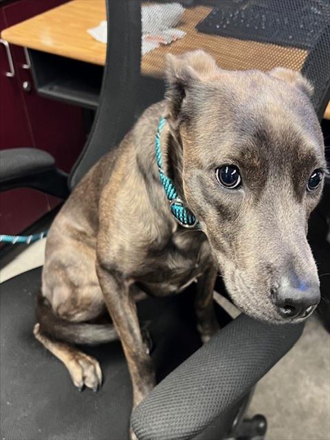 adoptable Dog in Downey, CA named LUCKY