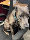 adoptable Dog in downey, CA named LUCKY