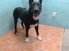 adoptable Dog in downey, CA named BLUE