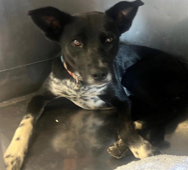 adoptable Dog in Downey, CA named EASTER