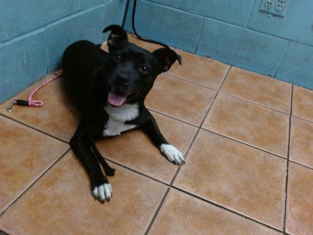 adoptable Dog in Downey, CA named WILLY