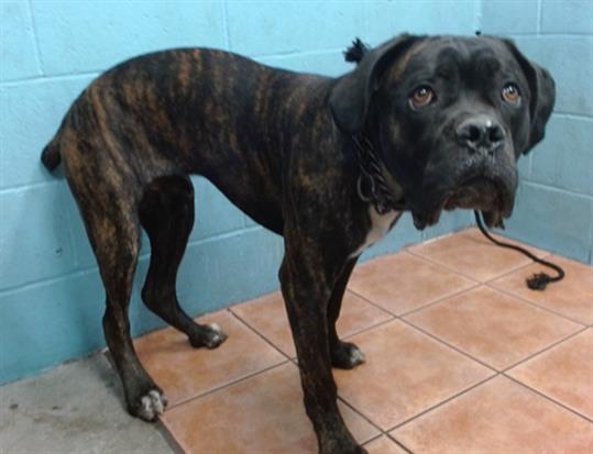 adoptable Dog in Downey, CA named BAMBINO