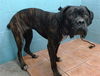 adoptable Dog in  named BAMBINO