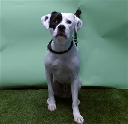 adoptable Dog in Downey, CA named ALDO
