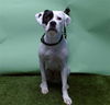 adoptable Dog in  named ALDO