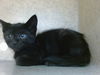 adoptable Cat in  named BECKY