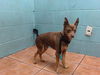 adoptable Dog in  named RODAN