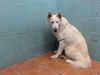 adoptable Dog in  named JESSE