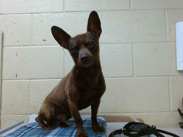 adoptable Dog in Downey, CA named KONA