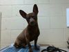 adoptable Dog in  named KONA
