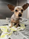 adoptable Dog in downey, CA named TACHALA