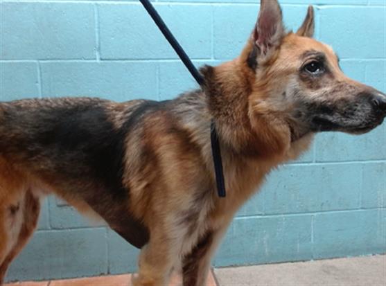 adoptable Dog in Downey, CA named ZEIK