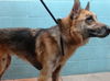 adoptable Dog in downey, CA named ZEIK