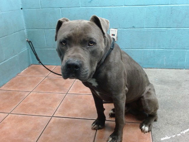 adoptable Dog in Downey, CA named CHICO