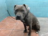 adoptable Dog in downey, CA named CHICO