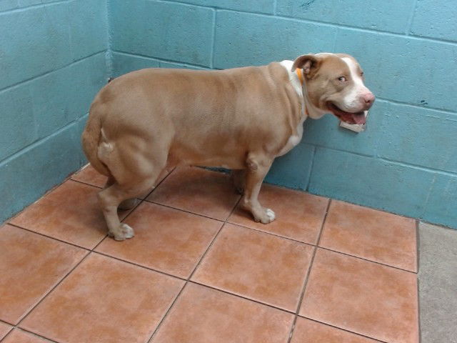 adoptable Dog in Downey, CA named KIRA