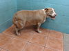 adoptable Dog in  named KIRA