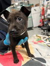 adoptable Dog in downey, CA named PINEAPPLE
