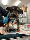 adoptable Dog in downey, CA named COCONUT