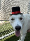 adoptable Dog in  named HORCHATA