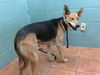 adoptable Dog in downey, CA named SKITTLES