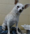 adoptable Dog in  named TURBO