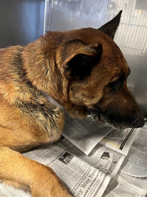 adoptable Dog in Downey, CA named GRUMPS