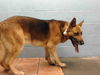 adoptable Dog in downey, CA named OLIVER
