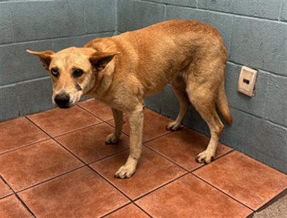 adoptable Dog in Downey, CA named GABI