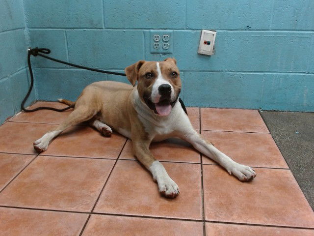 adoptable Dog in Downey, CA named SPARKY