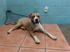 adoptable Dog in downey, CA named SPARKY