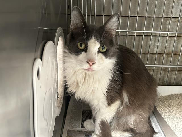 adoptable Cat in Downey, CA named BARTOLUCCI
