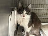 adoptable Cat in  named BARTOLUCCI