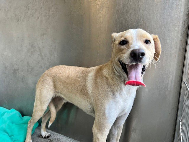 adoptable Dog in Downey, CA named MILO