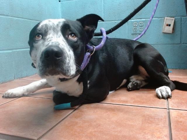 adoptable Dog in Downey, CA named MC FLURRY