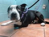 adoptable Dog in downey, CA named MC FLURRY