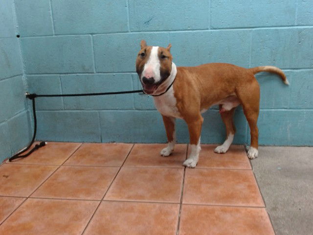 adoptable Dog in Downey, CA named CHESTER