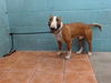 adoptable Dog in downey, CA named CHESTER