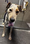 adoptable Dog in  named ROGUE