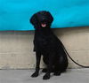 adoptable Dog in downey, CA named OLLIE