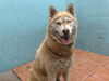 adoptable Dog in  named VALENTINA