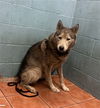 adoptable Dog in  named BREEZY