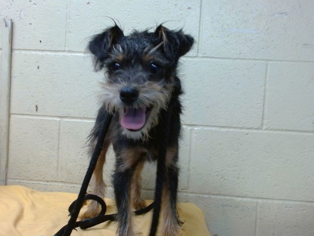 adoptable Dog in Downey, CA named NIGEL